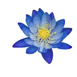 The Blue Lotus