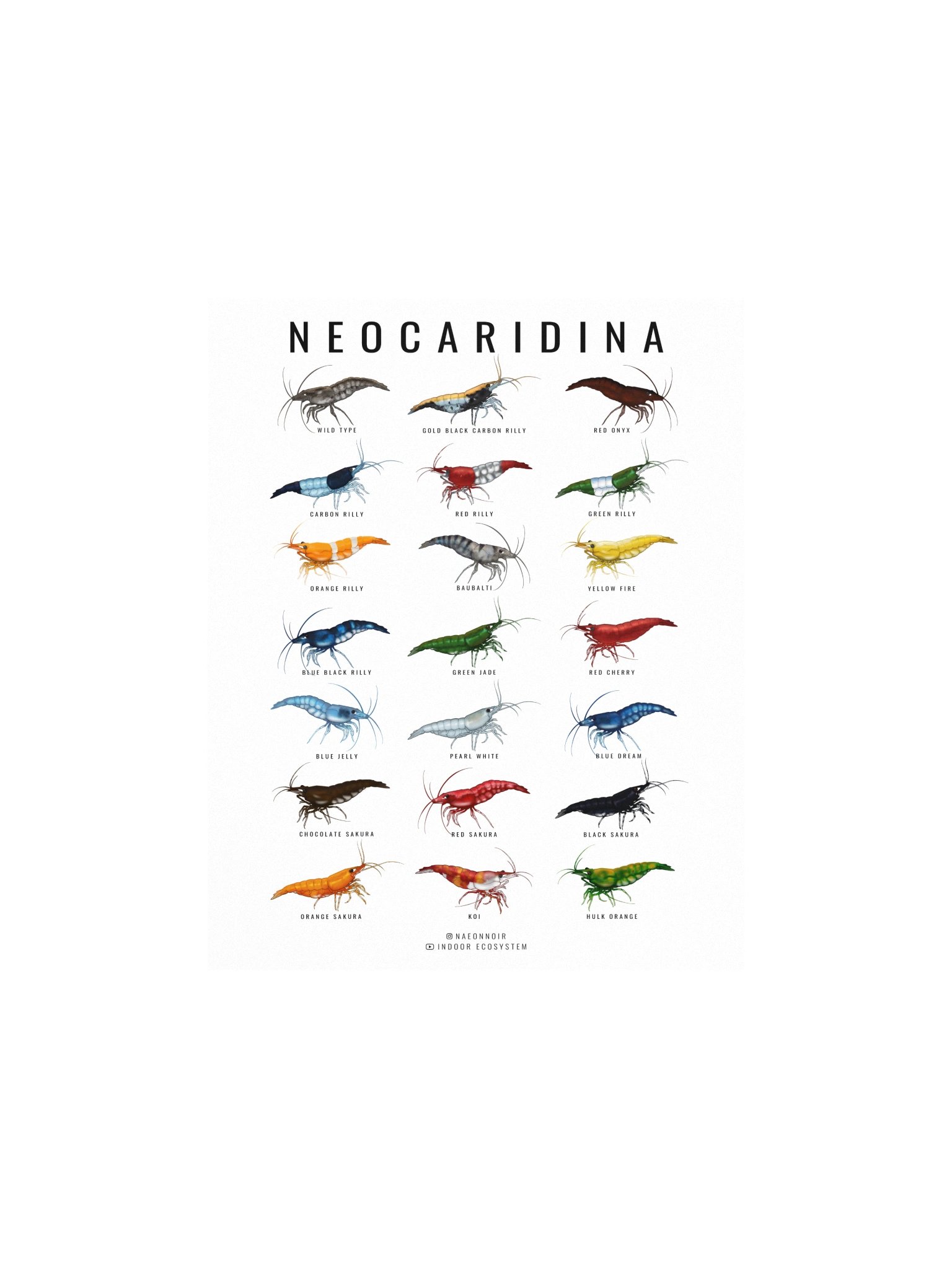 NEOCARIDINA SHRIMP POSTER (WHITE) product image (1)