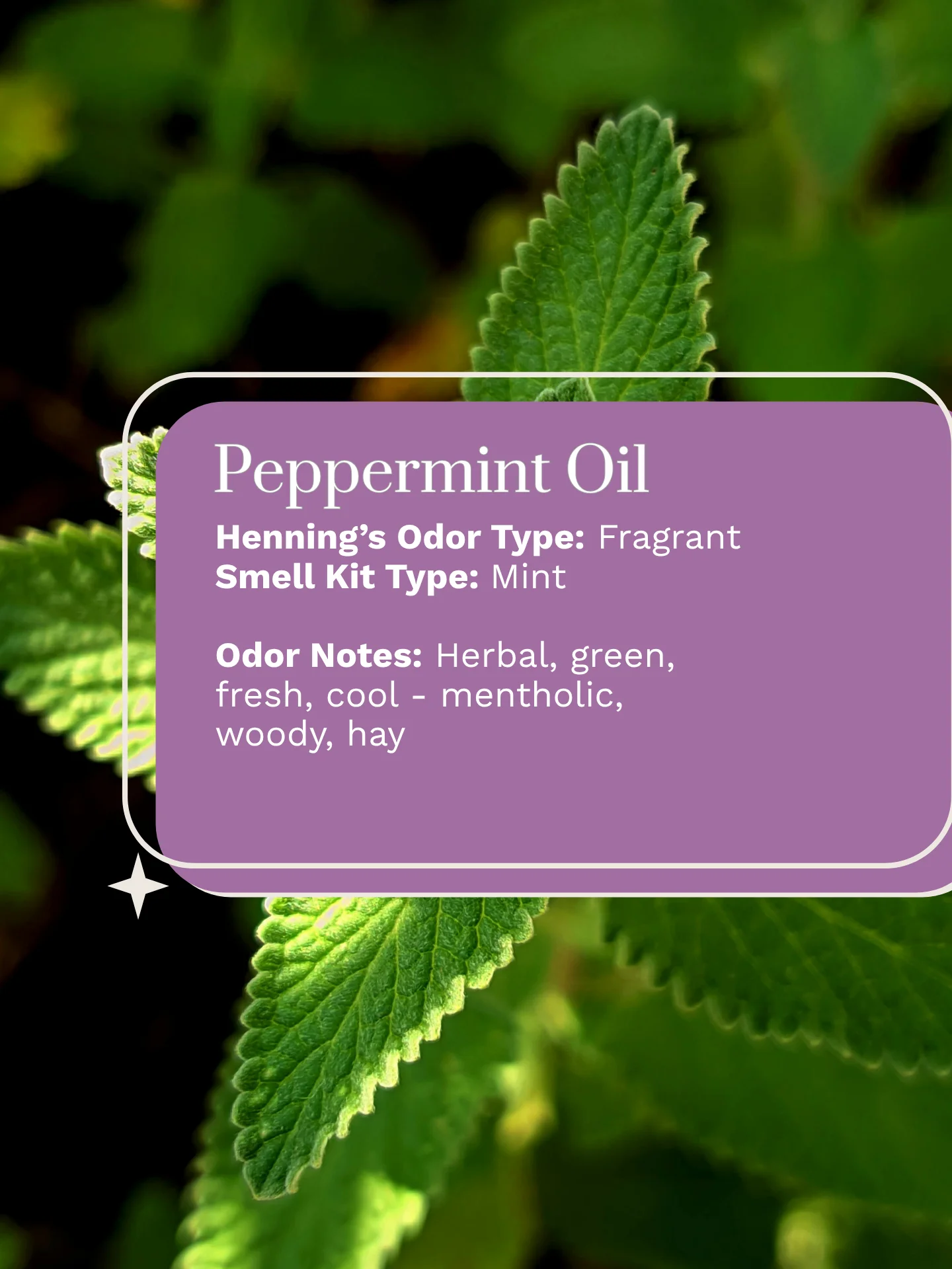 Olfaria Smell Training Kit | Set 5 | 5 Single-Note Essential Oils | Olfactory Training / Smell Loss product image (6)