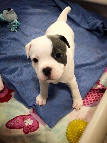 PUPDATE: Here’s a pic of Stella from today! She’s showing her face now and looking like the little princess she is destined t...