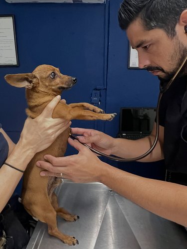 Doctor Javier didn’t find anything strange in Chiquitin’s heart. 

He did a blood test and Chiquitin tested positive for Ehrl...