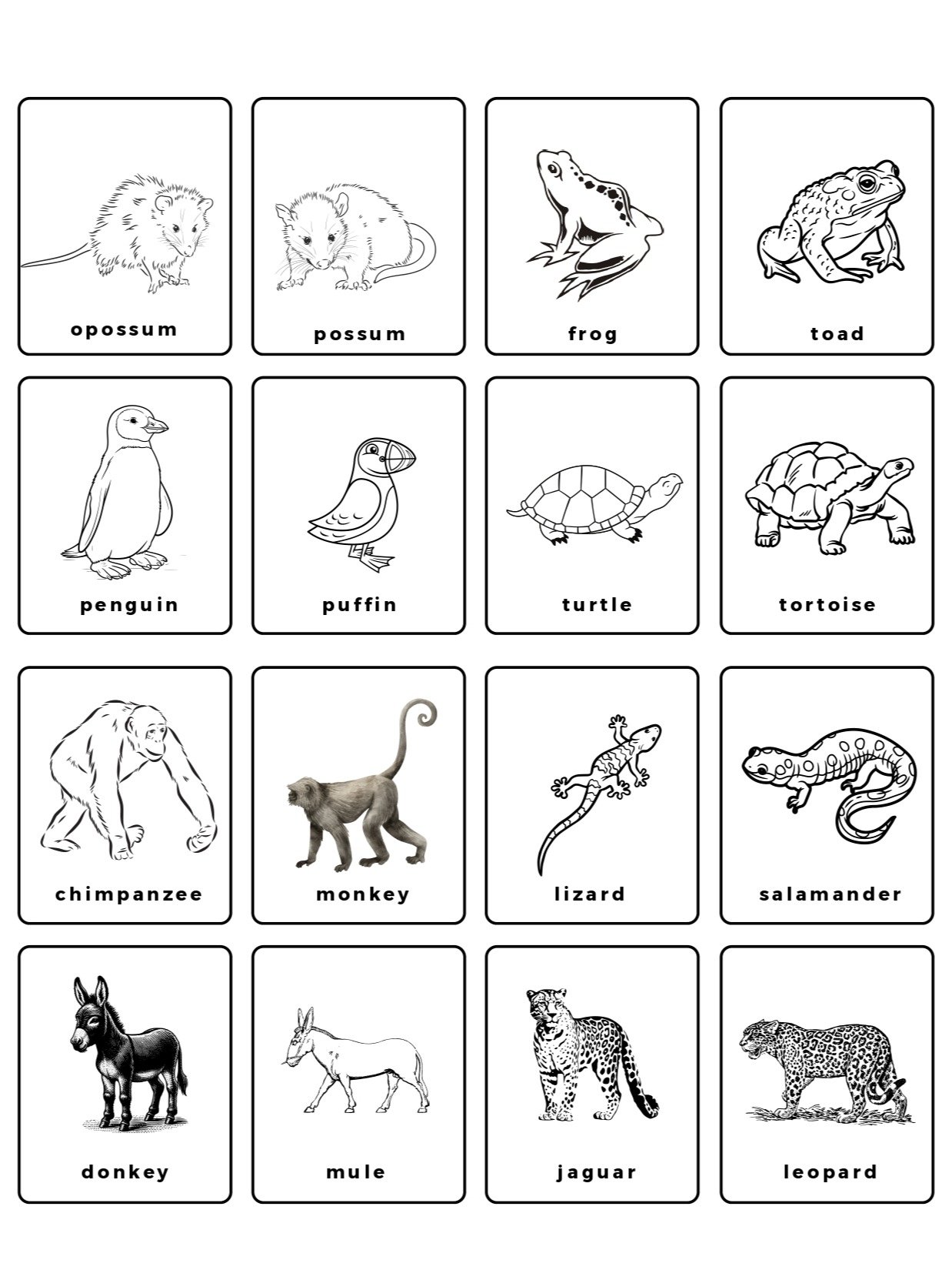 Commonly Confused Animals product image (6)