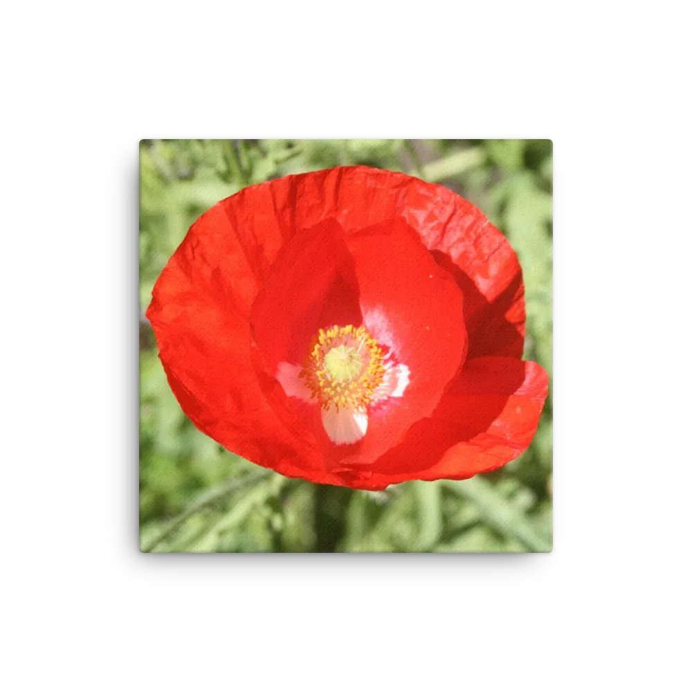 Red Poppy product image (3)