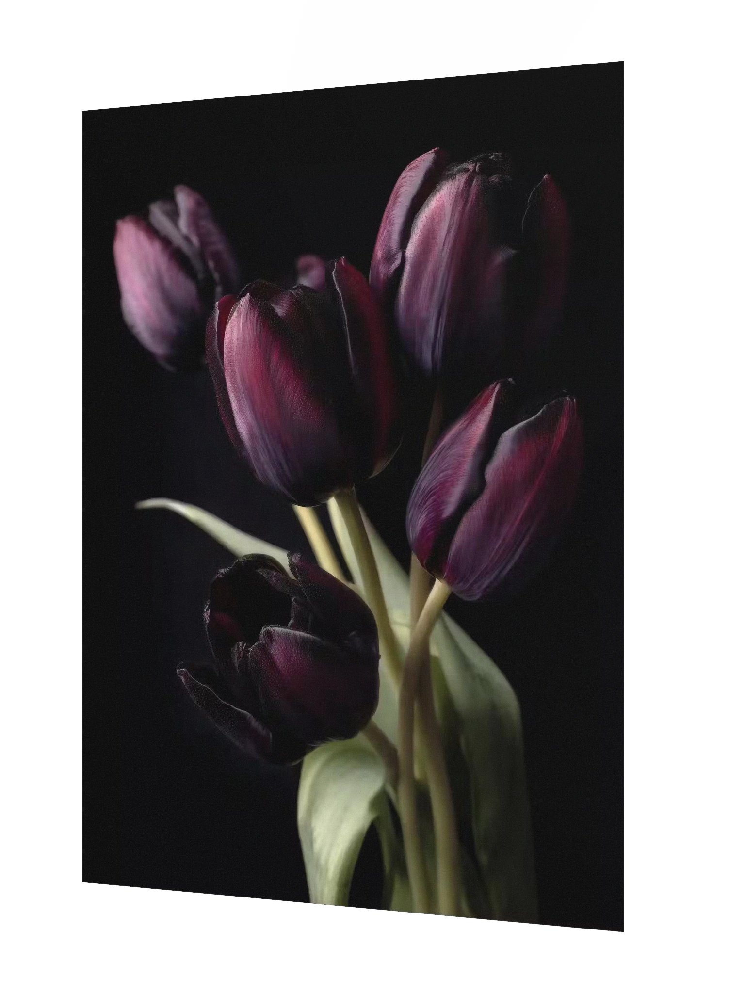 Tulips After Dusk I — Gathering in Shadow Fine Art Print product image (2)