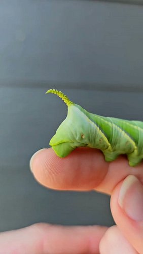 Those little oval dots running down the side of a rustic sphinx moth caterpillar aren't markings. They're its breathing holes...