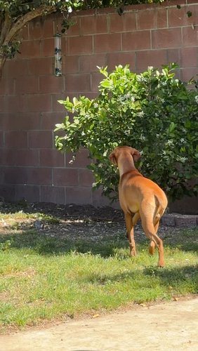 just a regular day at casa de potatoes 🥔🌪️👹 #vizslas