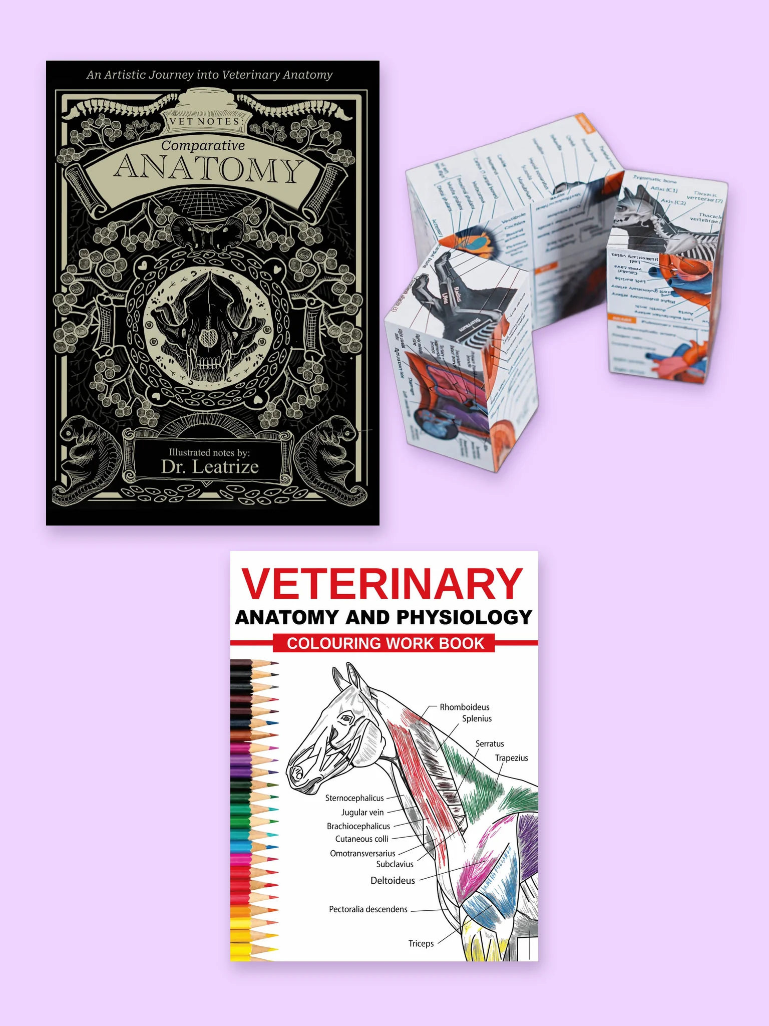 Veterinary Anatomy Study Set product image (1)