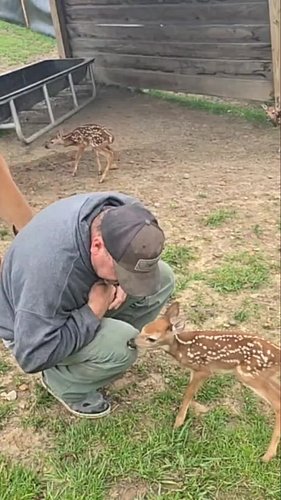 Adorable Baby Deer 🥰 Aww-Inspiring Moments
Precious Baby Deer on the Farm #deer #farm #farmlife #BabyAnimals #CuteAnimals #Ad...