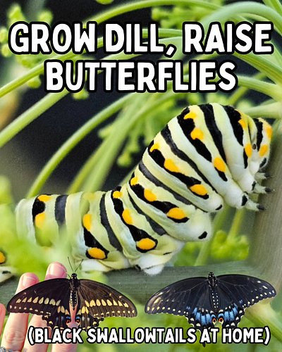 🦋 New blog, How to Raise Black Swallowtail Butterflies in a Container Garden is live, and it is the very first post on our Ga...