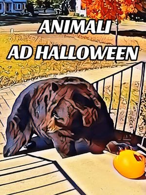 Animali ad Halloween 🐻😼 🐺 🐶 🎃 #doppiaggio #animali #roma #halloween 