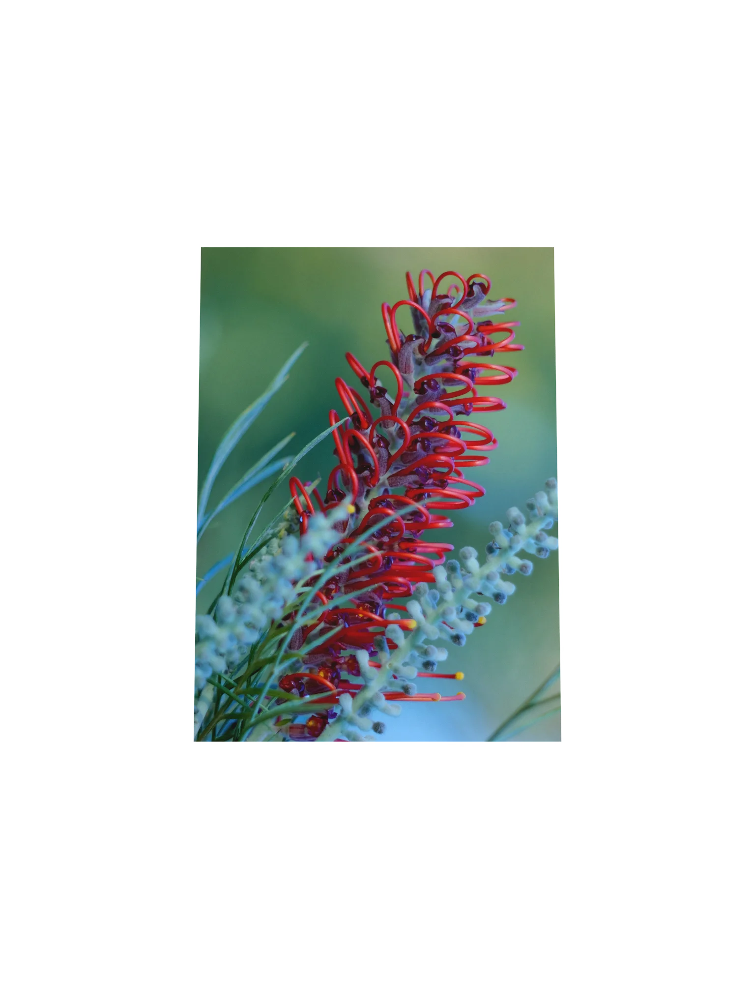 Queensland Red Grevillea – Vintage Lens Fine Art Print product image (32)