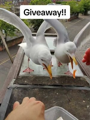 We’re doing a lilttle giveaway! All you have to do to enter is comment below - what birds you want to come to your garden feeder or which person you’d gift this too! Also let us know which country you are from ( where we would be shipping the feeder ) We will be picking 2 winners! - both winners will be contacted directly by us ( ignore any accounts that isn’t this one! )  We will choose a winner the end of next week! Also follow @Birdfy by Netvue for an extra chance to win + future giveaways too! Thank you guys, goodluck ❤️ #fyp #foryou #seagull #birds #feedingsteven