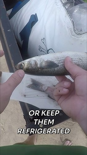 In this video, I’m sharing my secret for targeting giant Bull Reds in the surf. While most anglers just 