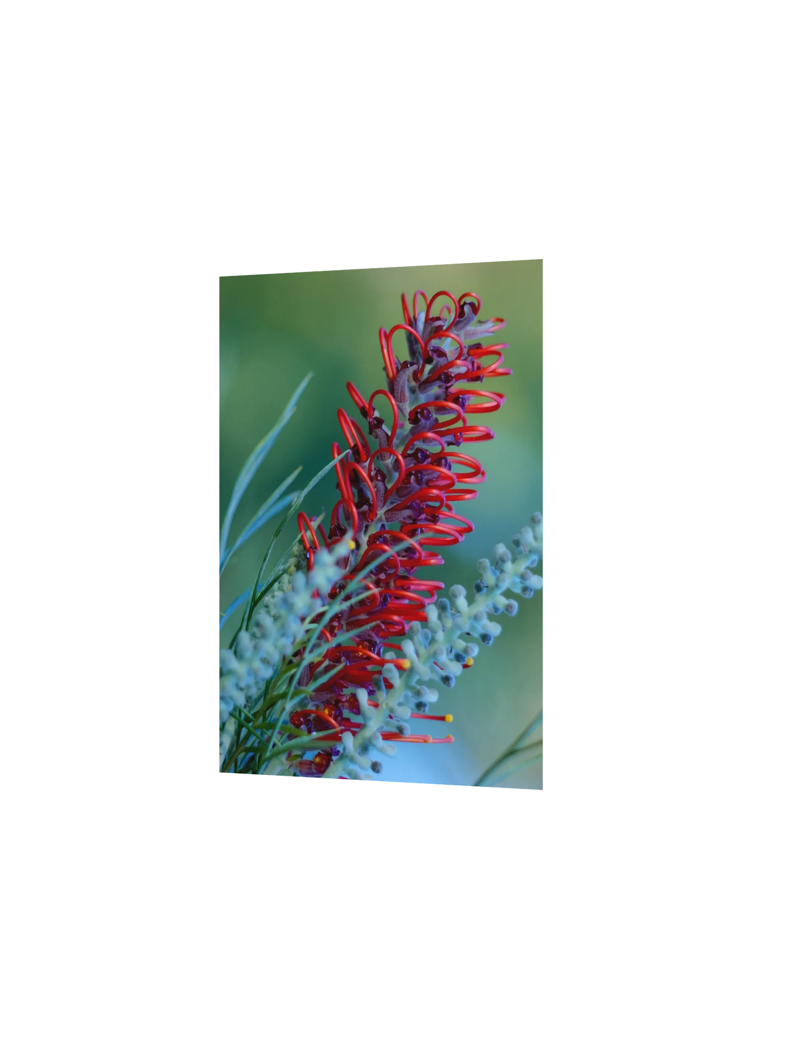 Queensland Red Grevillea – Vintage Lens Fine Art Print product image (12)