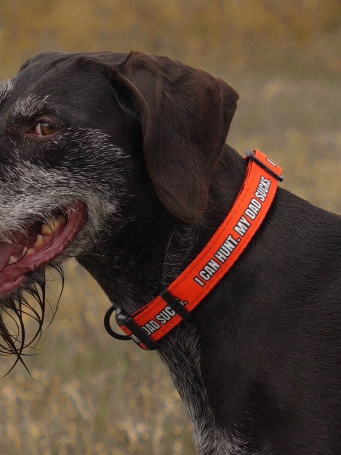 "I Can Hunt. My Dad Sucks." Upland Hunting Dog Collar product image (1)