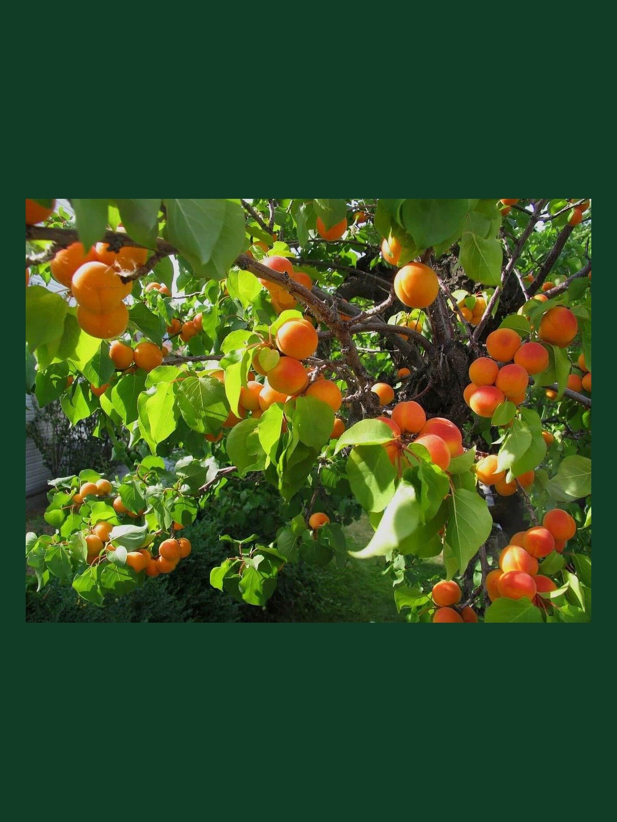 Armenian Apricot Leaf Tea product image (2)