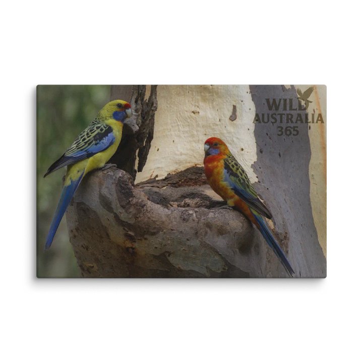 Yellow Rosella and Adelaide Rosella. product image (1)