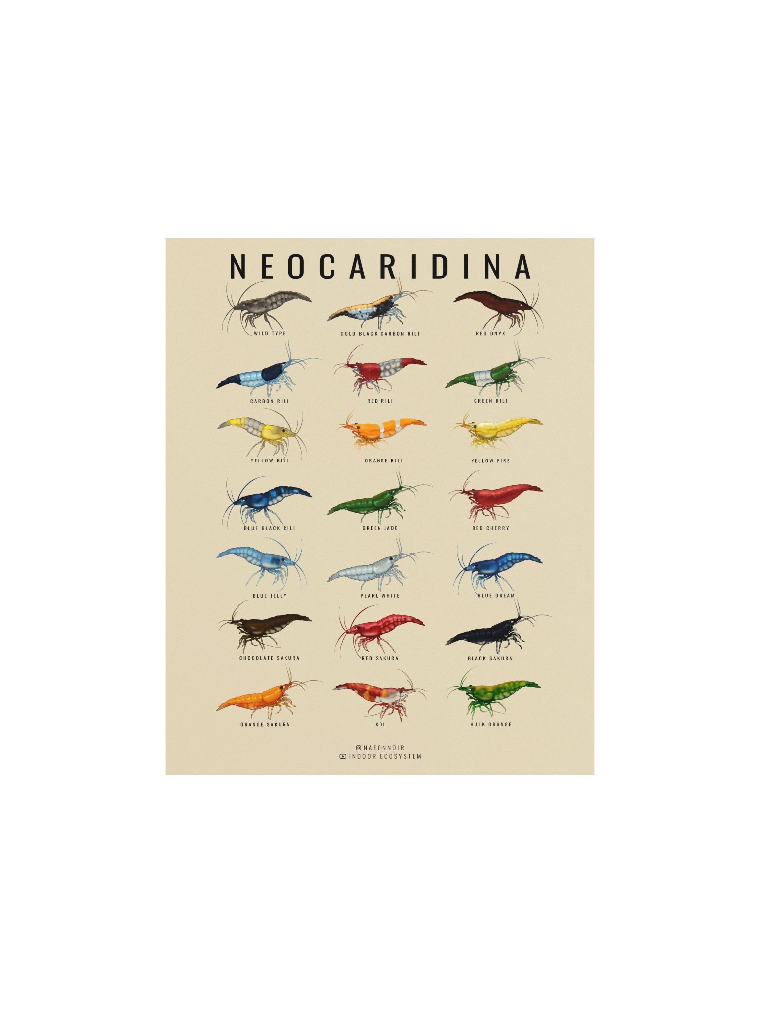 NEOCARIDINA SHRIMP POSTER (CREAM) product image (1)