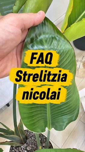 Strelitzia e i soliti problemi 

La Strelitzia nicolai è una delle piante d’appartamento più desiderate per il suo aspetto sc...