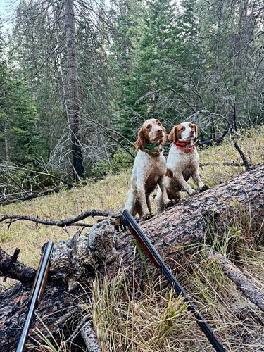 We didn’t see the bird numbers we’d hoped for, but the dogs and I had a great time exploring new coverts with our friend @tja...
