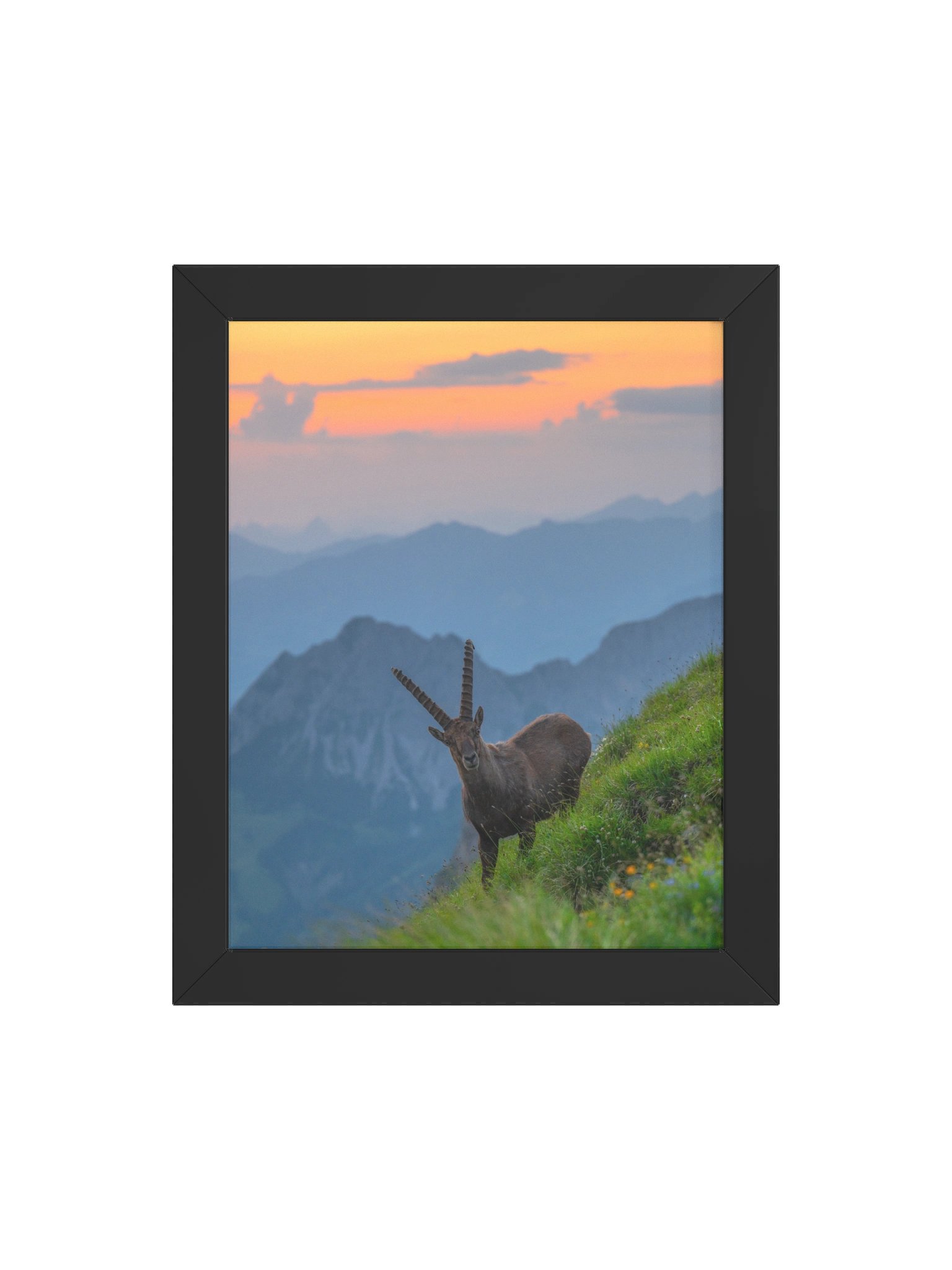 Ibex at the Brienzer Rothorn product image (4)