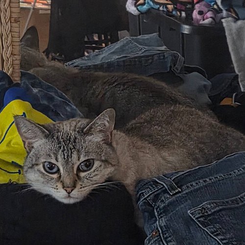 Forget cat beds, sapphire only wants to sleep on the freshest of clean clothes 😂