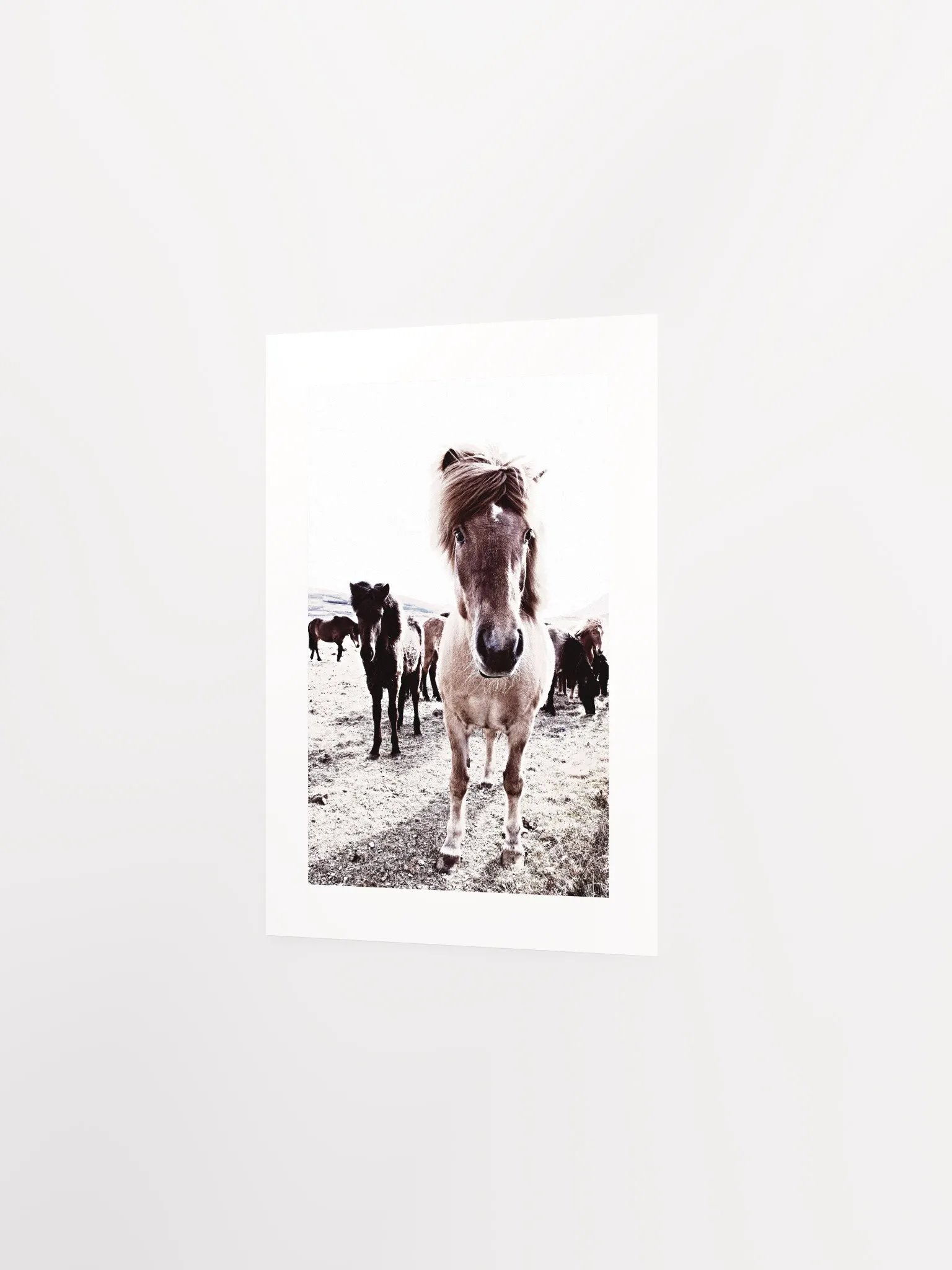 Iceland Horses Passepartout Print product image (14)
