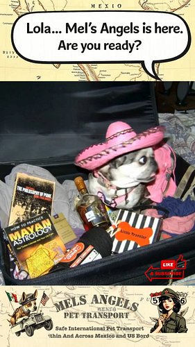 Lola packed.

A pink sombrero, snacks, reading material, and enough attitude for an international road trip.

Mel’s Angels ar...