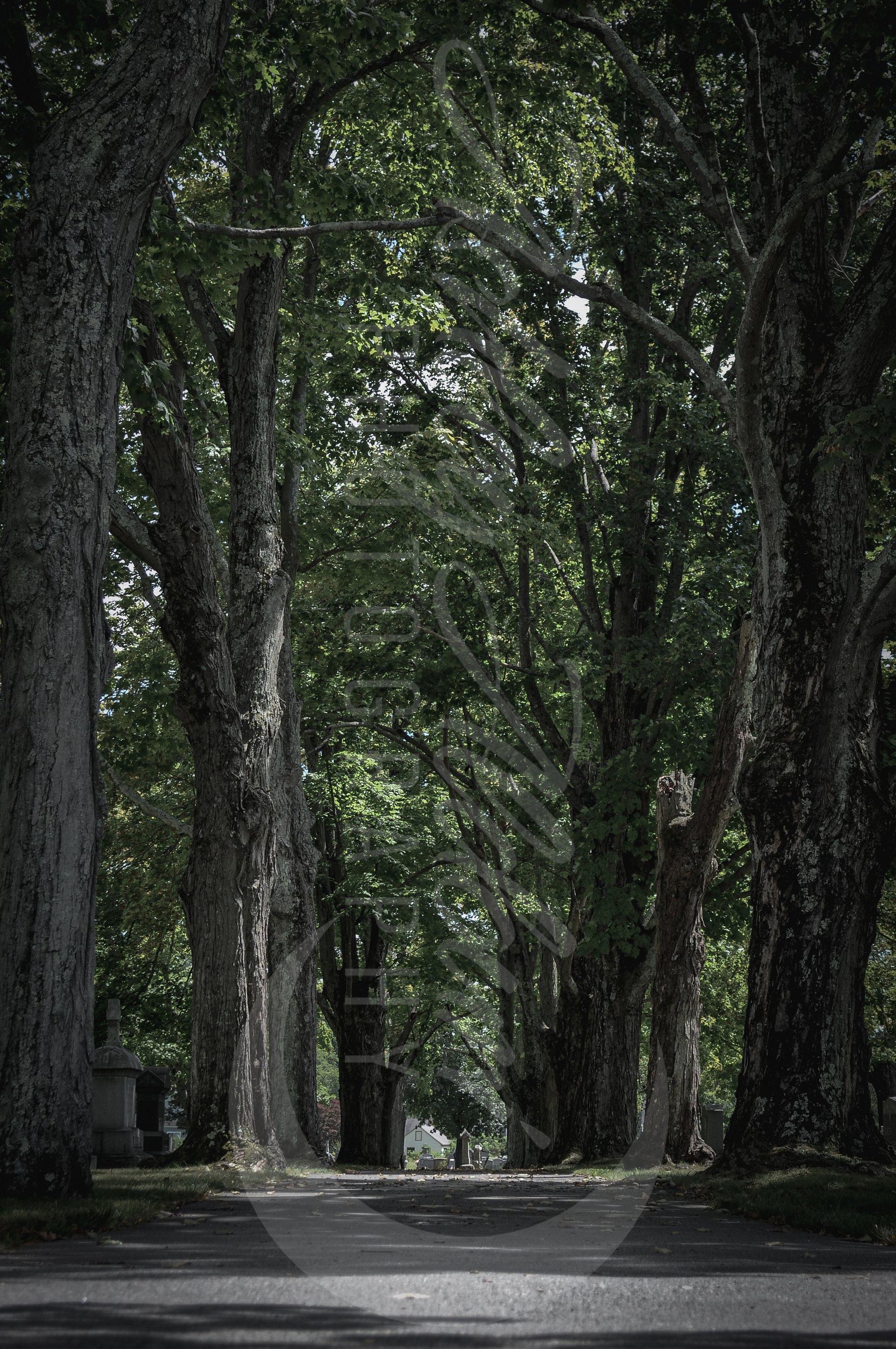 Tree-Lined Serenity product image (1)