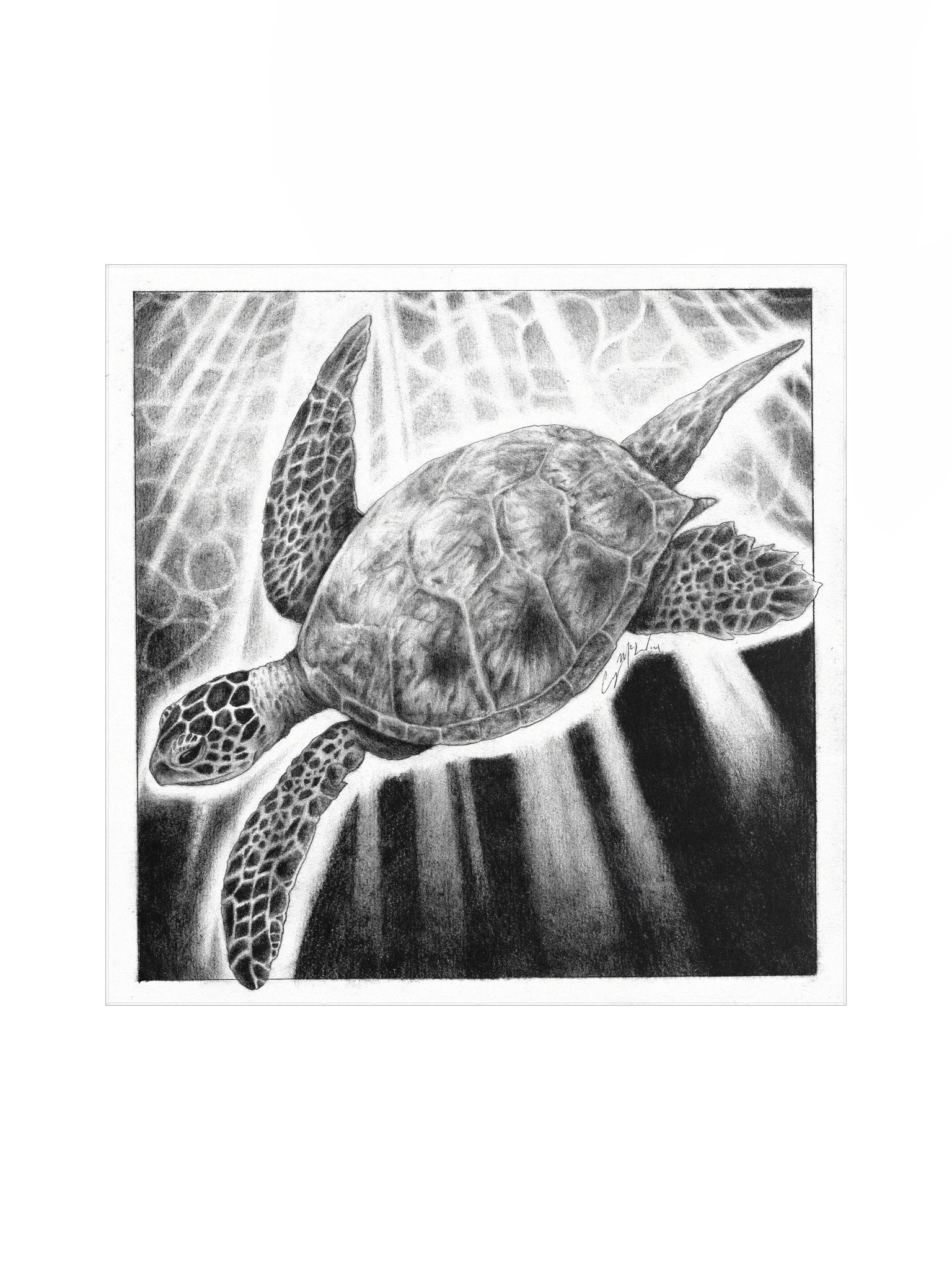 "Sea Turtle" product image (1)