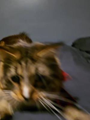when that cat nip starts hitting. #fyp #jonhamm #viral #cat #catsoftiktok 