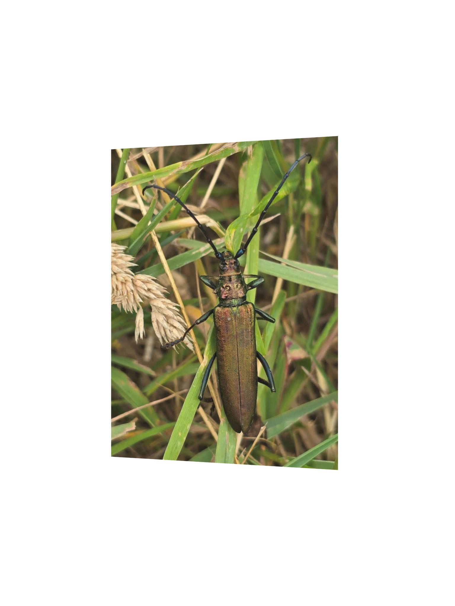 Musk beetle product image (2)