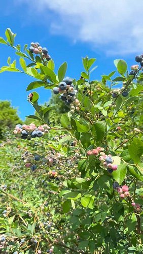 I had the most magical day picking blueberries at @blasefamilyfarm with my nieces and their parents! This is a MUST DO summer...