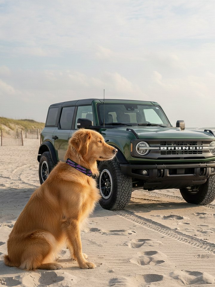 2026 Bronco Beach Bash OBX / Destination Bigfoot Bronco Collab Dog Collar Black (Multiple Sizes Available) product image (1)