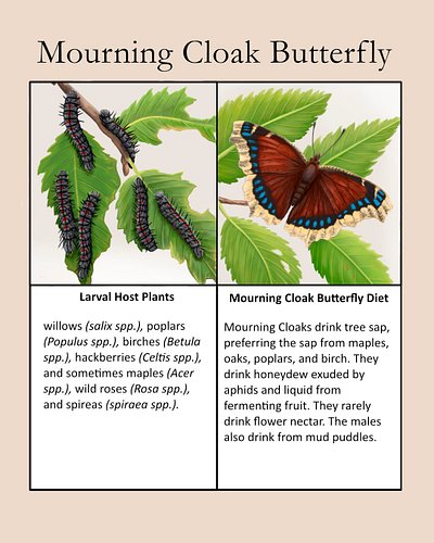 I've been seeing posts on the Mourning Cloak butterfly lately because it is one of the first butterflies to be seen in the sp...