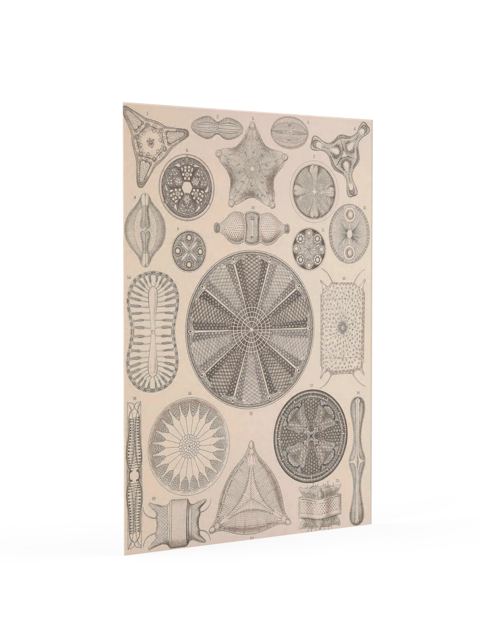 Diatomea, Plate 4 – Haeckel Poster product image (2)