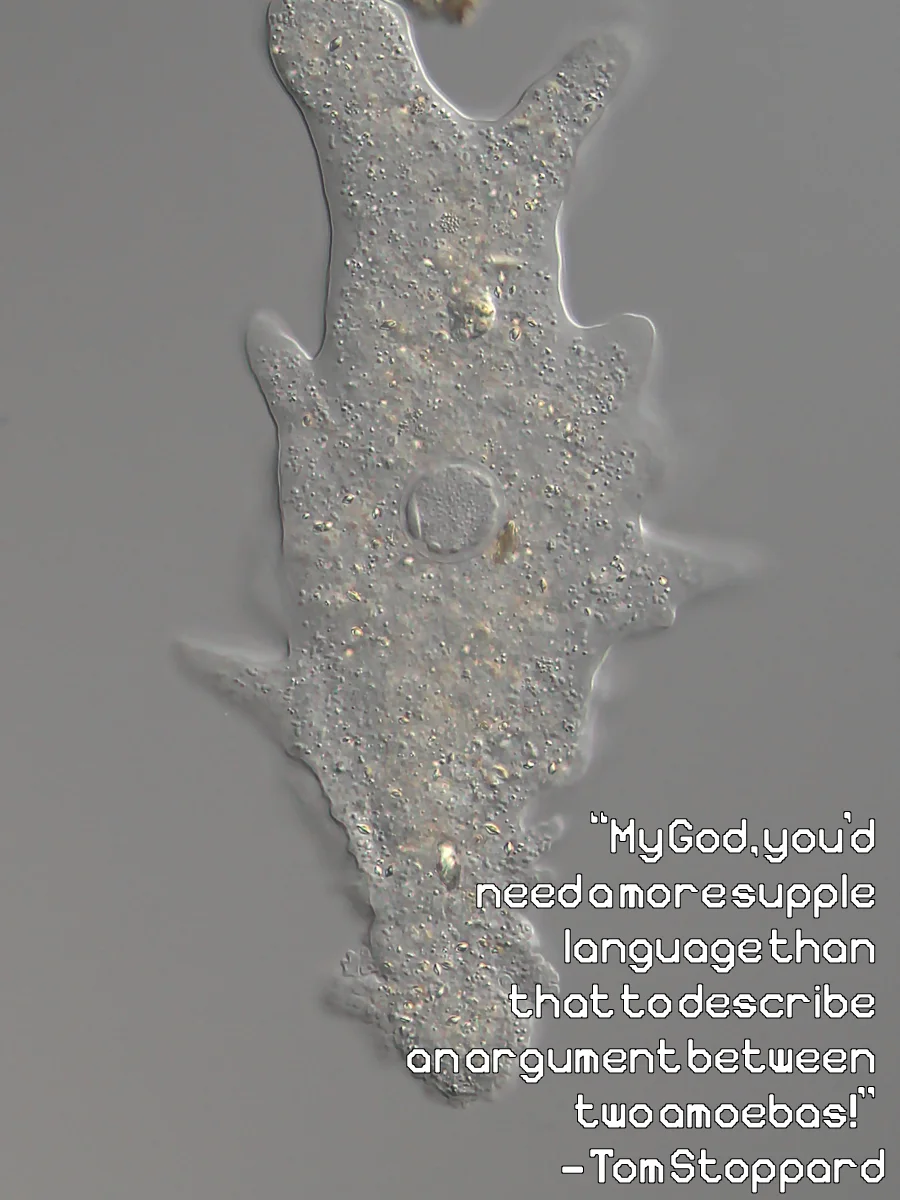 Sarcodina font product image (4)