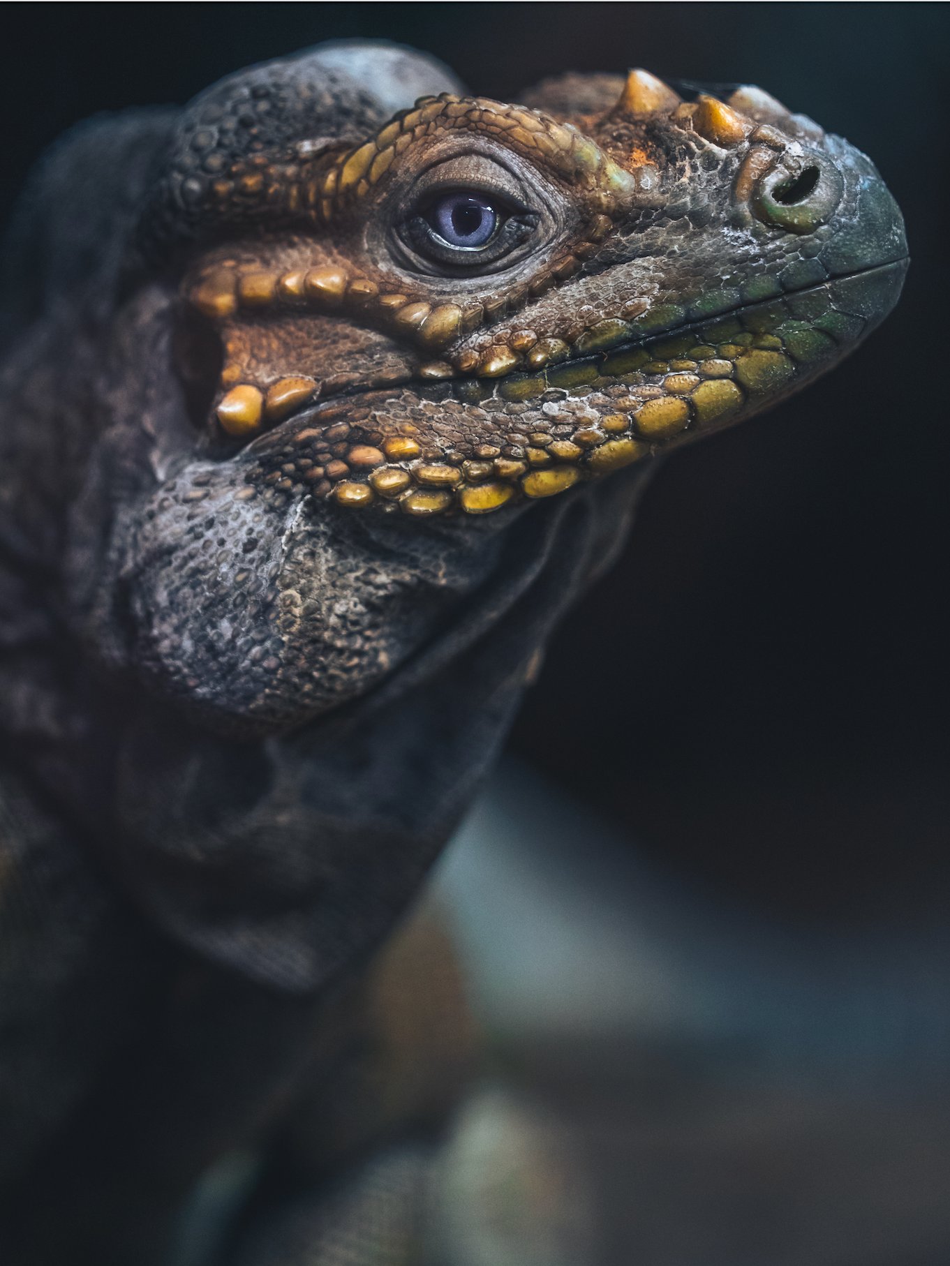 Rhino Iguana Face #2 product image (1)