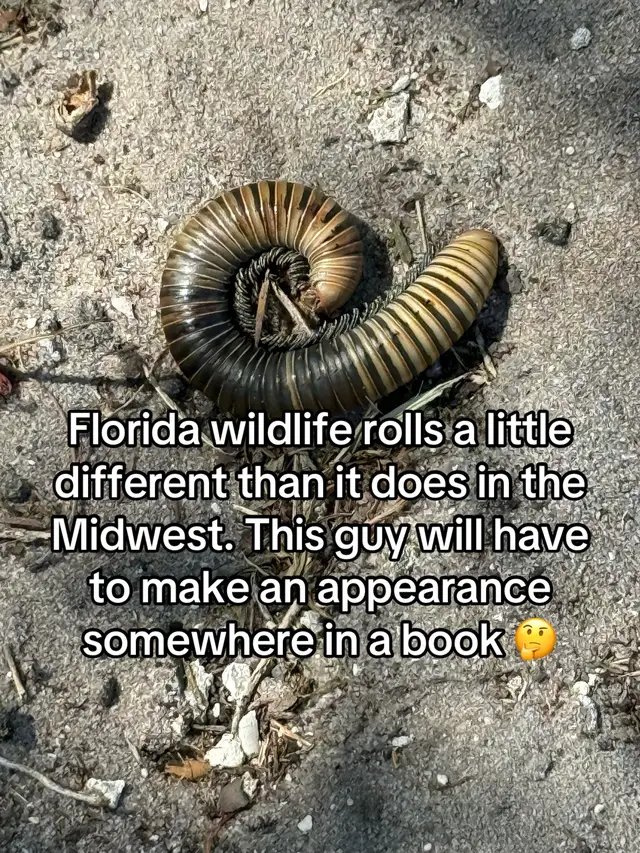 Earthworms don’t look like this in the Midwest #authorslife #nature #fyp #florida 