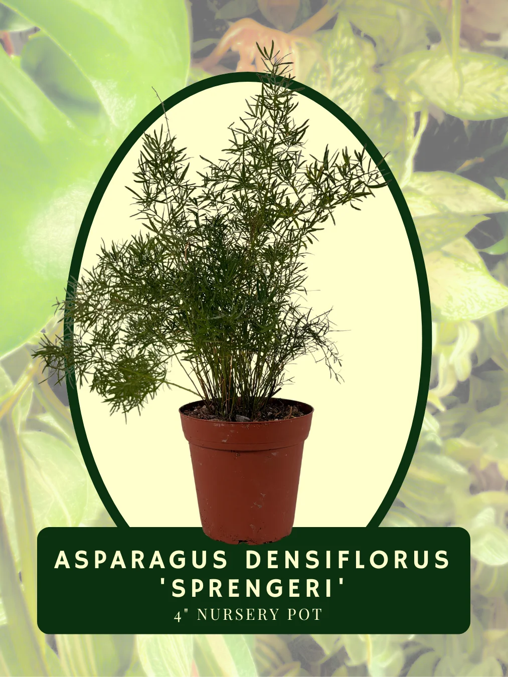 Asparagus Densiflorus 'Sprengeri' product image (1)