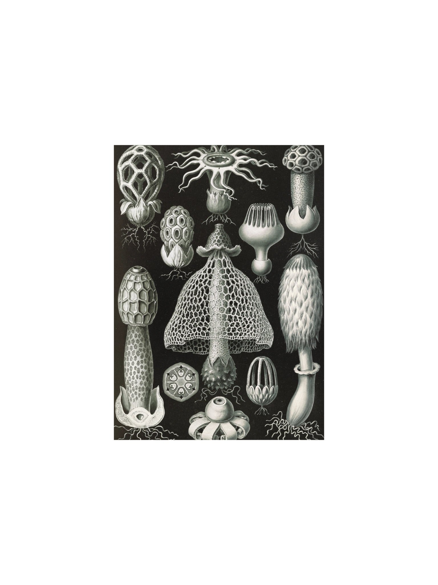 Stinkhorn Fungi Antique Botanical Art Print product image (2)