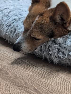 Ein turns 15 on February 11th!! I was skeptical when I saw an IG ad for a free senior dog photoshoot in DC. HONESTLY was a bit nervous I was driving to my murder on the car ride there 😅  But I'm happy to say it wasn't a scam, it was an incredible time and we had SO much fun! I can't wait to see the photos!!  I've been so lucky to have such incredible companion in my life ❤️. I've had her since she was 8 weeks old and she's brought so much joy, laughter and enrichment in my life. She's been my rock through hardships and celebrations, love and loss, and all the in-between! #corgi #corgisoftiktok #corgination #fyp #seniordog #seniorcorgi #love #wedontdeservedogs 