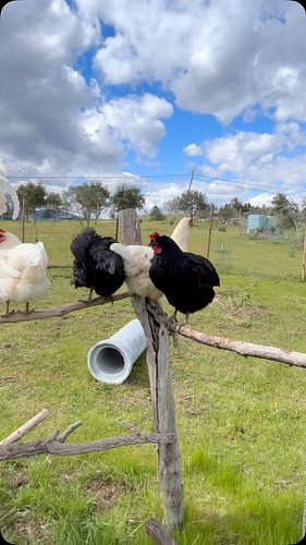 The flock😍#mrmachotherooster #chicken #jaraland