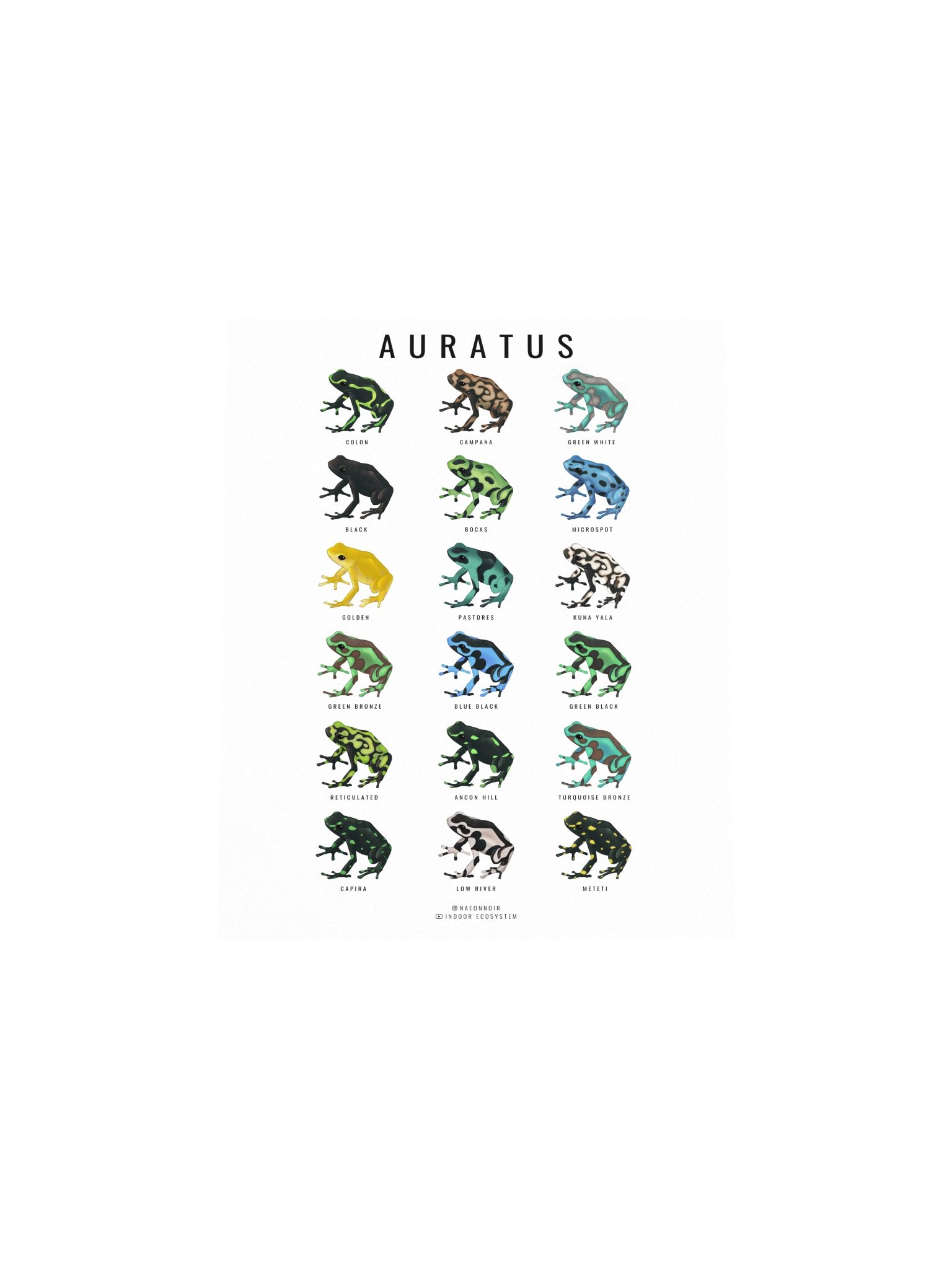 AURATUS DART FROG POSTER (WHITE) product image (4)