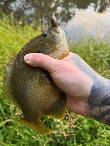 Was going for bass but HOLY BLUEGILL 😂 might be the biggest one I’ve ever seen around here #fishing #pa #bass #bluegill