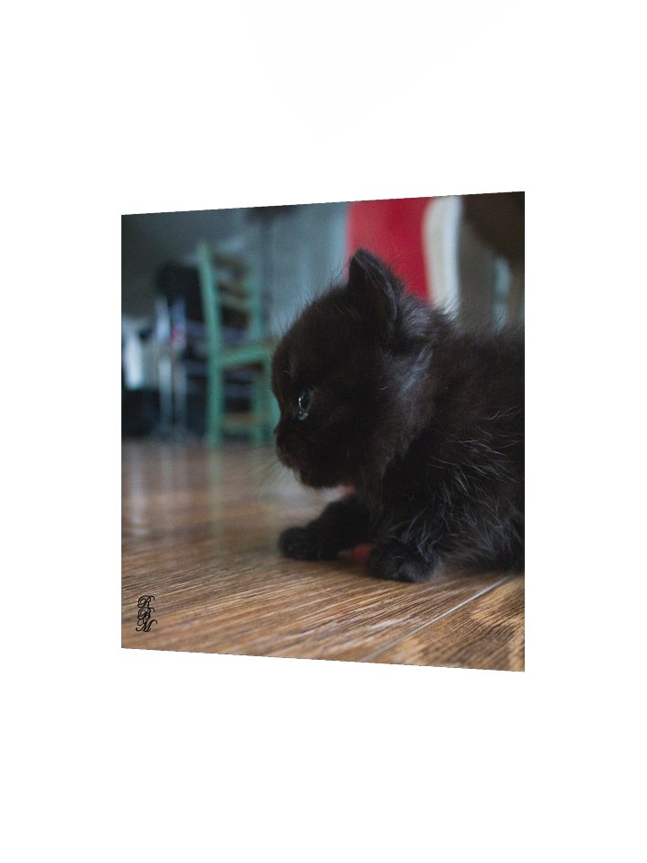 Black Kitten Up Close product image (8)