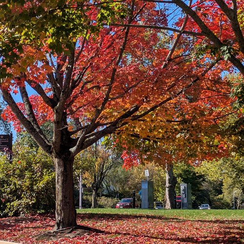 In appreciation of autumn's glorious goodbye 🍂🥲

#autumn #fallfoliage #newengland