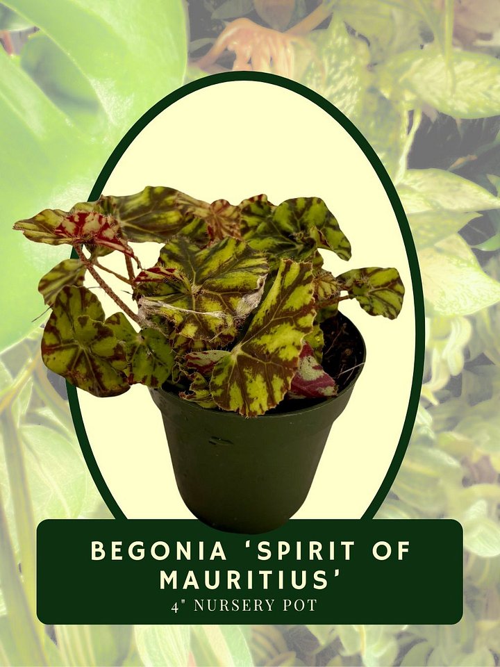 Begonia 'Spirit of Mauritius' product image (1)