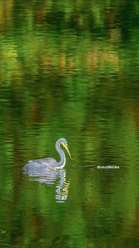 Blue Heron’s Zen Moment #robinmehdee #blueheron