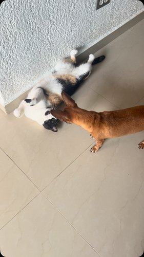 Chiquitin wants Catty to play with him.

#chihuahua #calico #calicocat #rescuedchihuahua #chicathedoberman